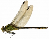 Ophiogomphus cecilia