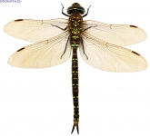 Aeshna subarctica