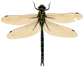Aeshna cyanea
