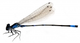 Coenagrion pulchellum, 