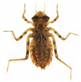 Somatochlora metallica