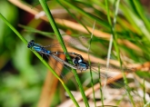 Coenagrion glaciale