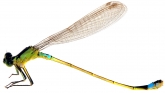 Coenagrion pulchellum, 