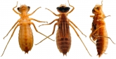  Cordulia aenea ( )