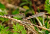 Sympecma paedisca