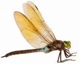 Anax parthenope, 
