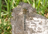 Brachytron pratense