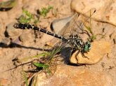Onychogomphus forcipatus