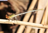 Platycnemis pennipes