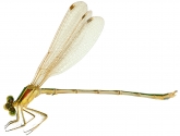 Lestes barbarus Lestes barbarus, самец