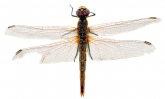 Sympetrum fonscolombii,  