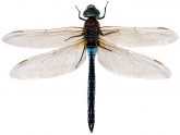 Anax parthenope, 