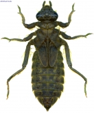 Shaogomphus postocularis epophthalmus, 