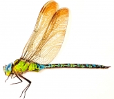 Aeshna viridis 