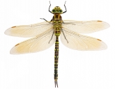 Aeshna serrata,  