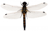 Leucorrhinia rubicunda