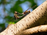 Leucorrhinia rubicunda