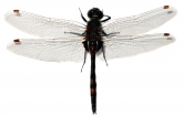 Leucorrhinia rubicunda