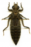 Stylurus flavipes