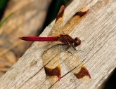 Sympetrum pedemontanum