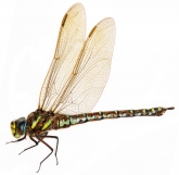 Aeshna juncea