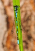 Coenagrion johanssoni