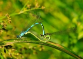 Coenagrion hastulatum