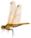Sympetrum fonscolombii,  