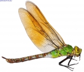  Anax imperator, 