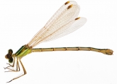 Lestes barbarus Lestes barbarus, самец