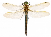 Somatochlora metallica, 