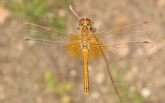 Sympetrum flaveolum