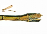 Lestes dryas, ,  