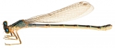 Enallagma cyathigerum