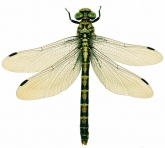Onychogomphus forcipatus