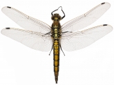 Orthetrum cancellatum,  