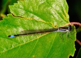 Ischnura elegans, 