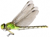 Ophiogomphus cecilia