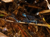   Coenagrion glaciale