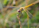 Sympetrum fonscolombii   -