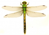 Ophiogomphus cecilia