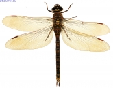 Aeshna caerulea, .  