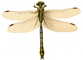Ophiogomphus cecilia
