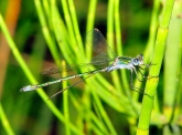 Lestes sponsa