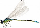 Coenagrion lunulatum 