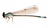 Coenagrion glaciale,  