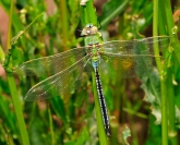 Anax imperator