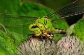 Ophiogomphus cecilia