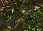 Sympetrum danae   