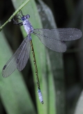 Lestes sponsa